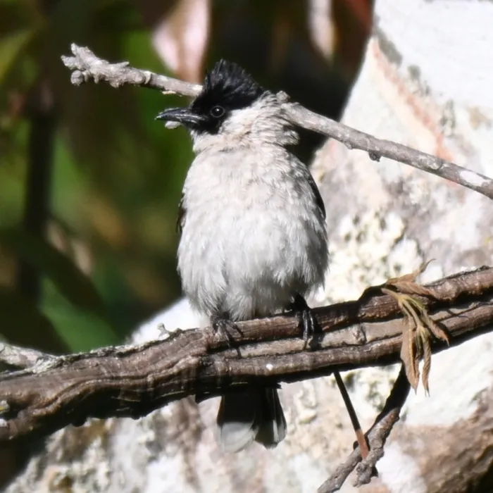 Gespotte Roetkopbuulbuul