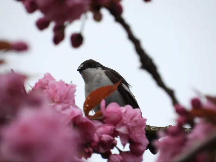 Gespotte Bonte vliegenvanger