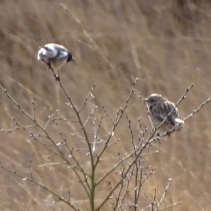 Spotted European Stonechat