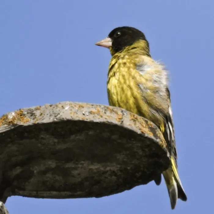 Spotted Black-headed Greenfinch