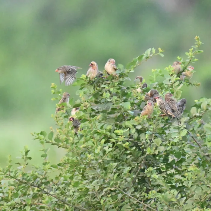 Spotted Red-billed Quelea