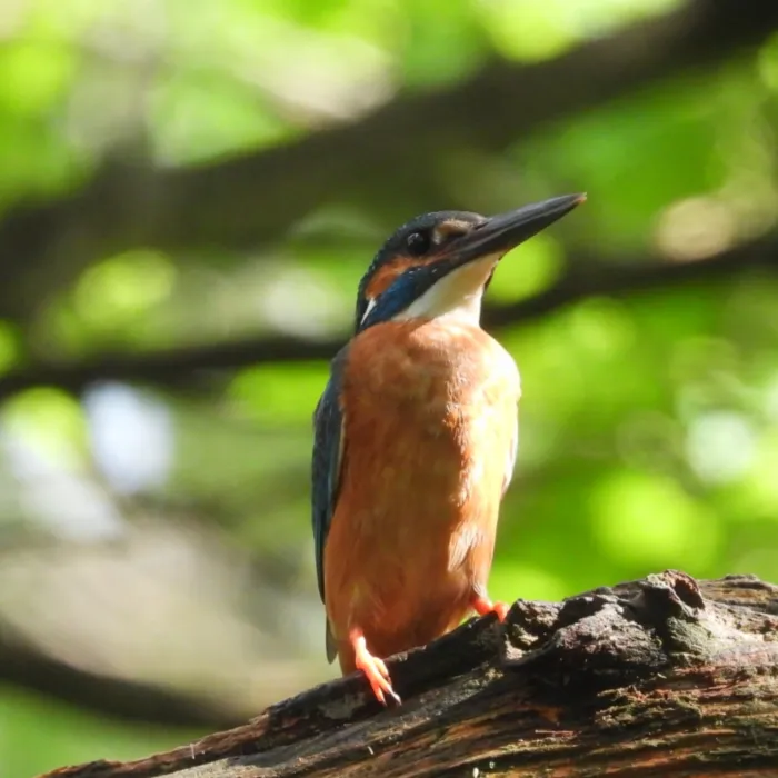 Spotted Common Kingfisher