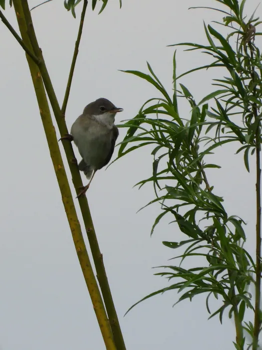 Greater Whitethroat