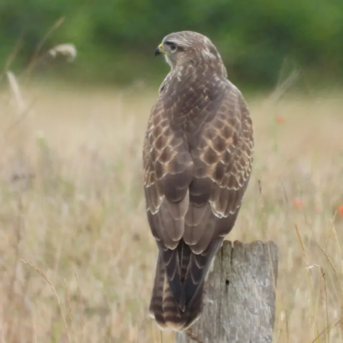 Waargenomen Buizerd