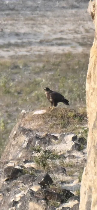 Spotted Common Buzzard