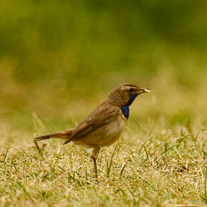 Spotted Bluethroat