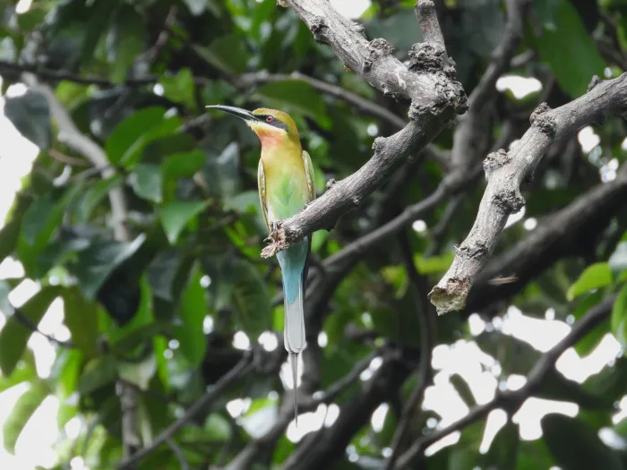 Gespotte Blauwstaartbijeneter