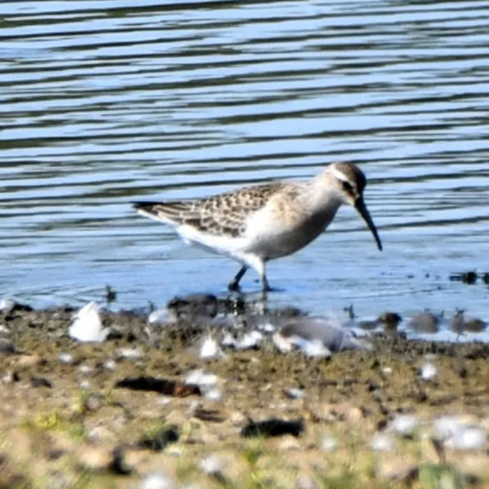 Spotted Curlew Sandpiper