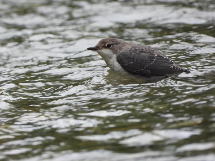 Waargenomen Waterspreeuw