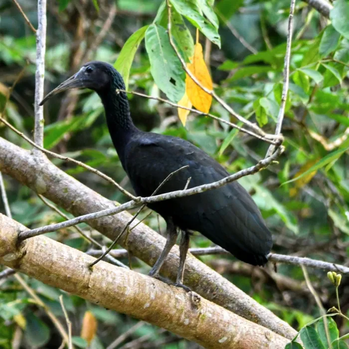 Gespotte Groene ibis