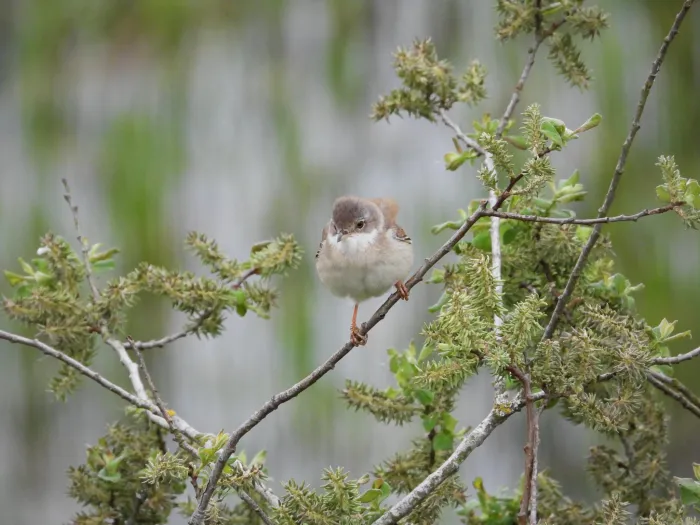 Spotted Greater Whitethroat