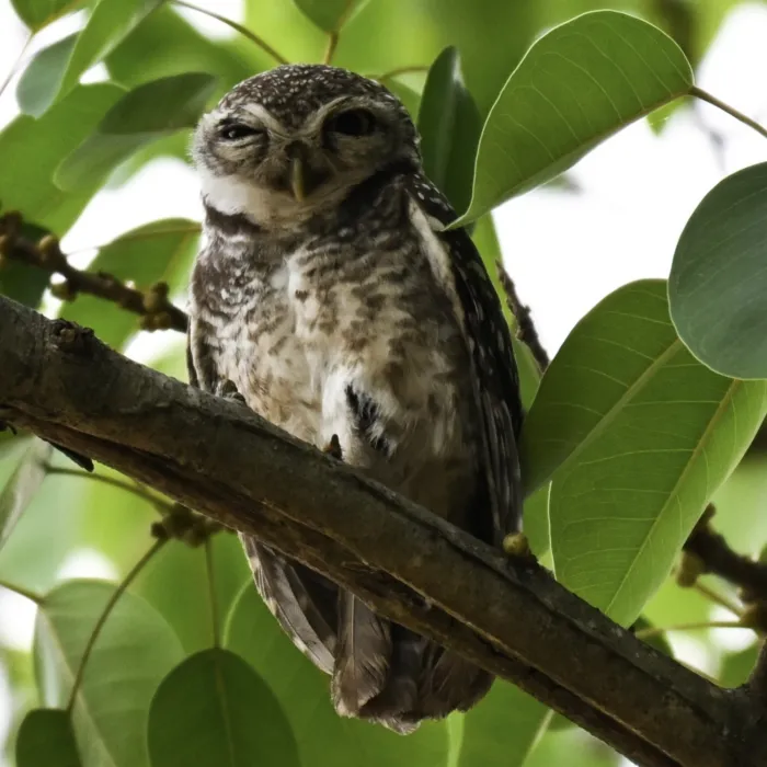 Gespotte Brahmaanse uil