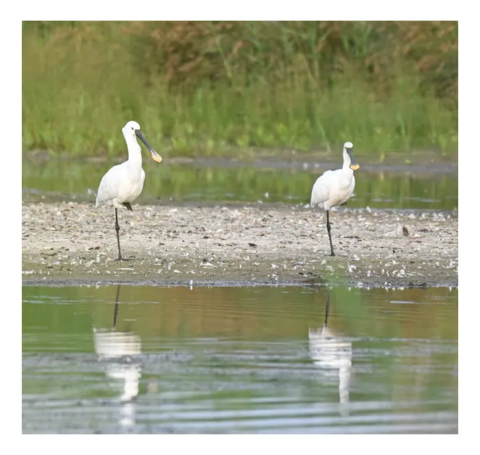 Spotted Eurasian Spoonbill