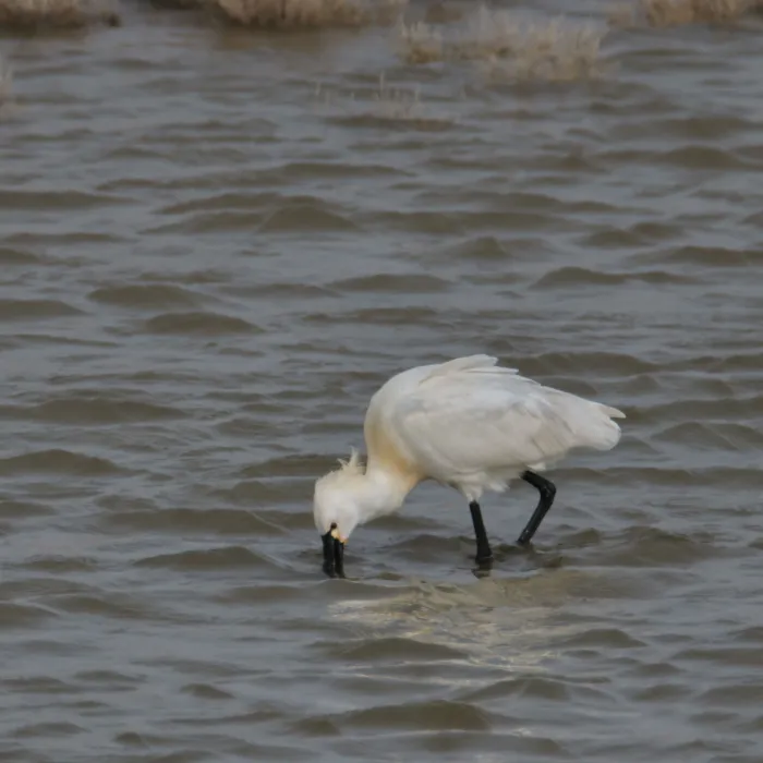 Eurasian Spoonbill