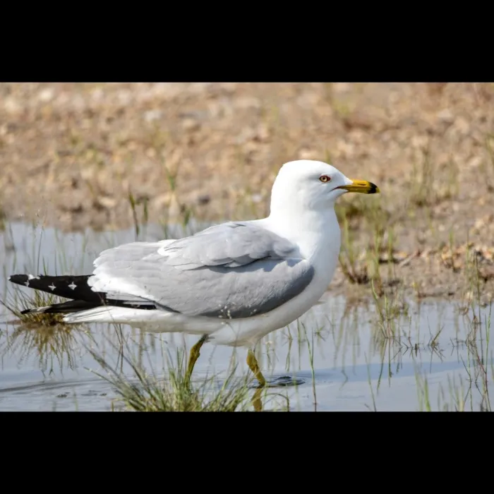 Spotted Ring-billed Gull