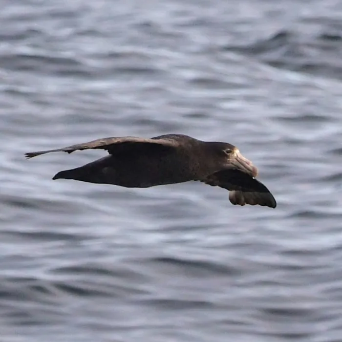 Spotted Southern Giant-Petrel