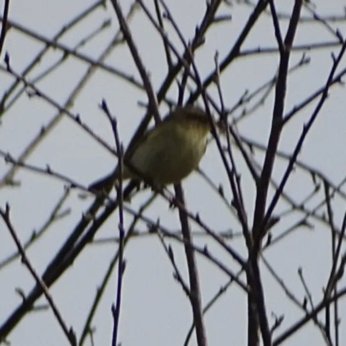 Spotted Common Chiffchaff