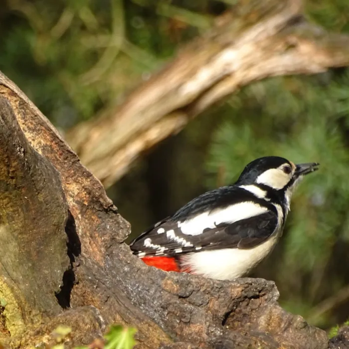Gespotte Grote bonte specht