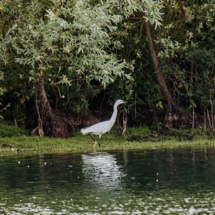 Little Egret