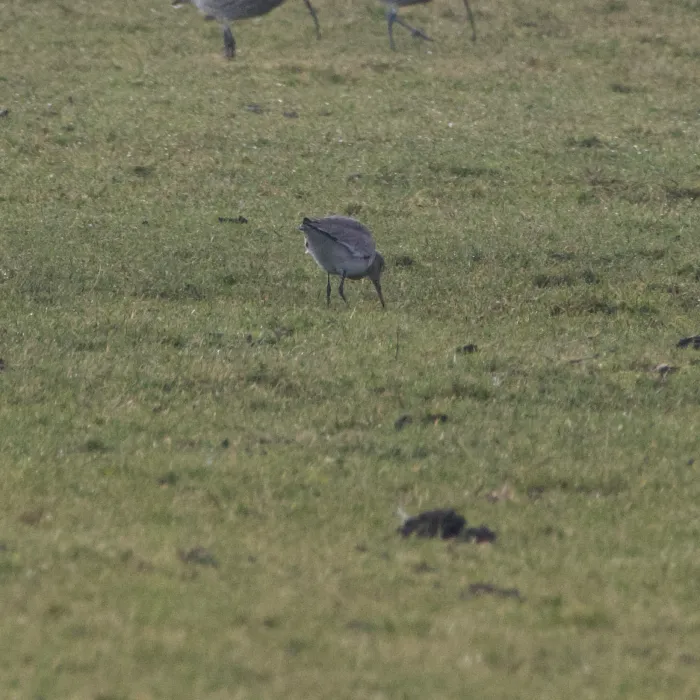 Spotted Common Redshank