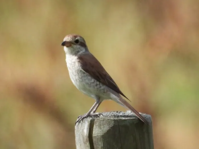 Spotted Red-backed Shrike