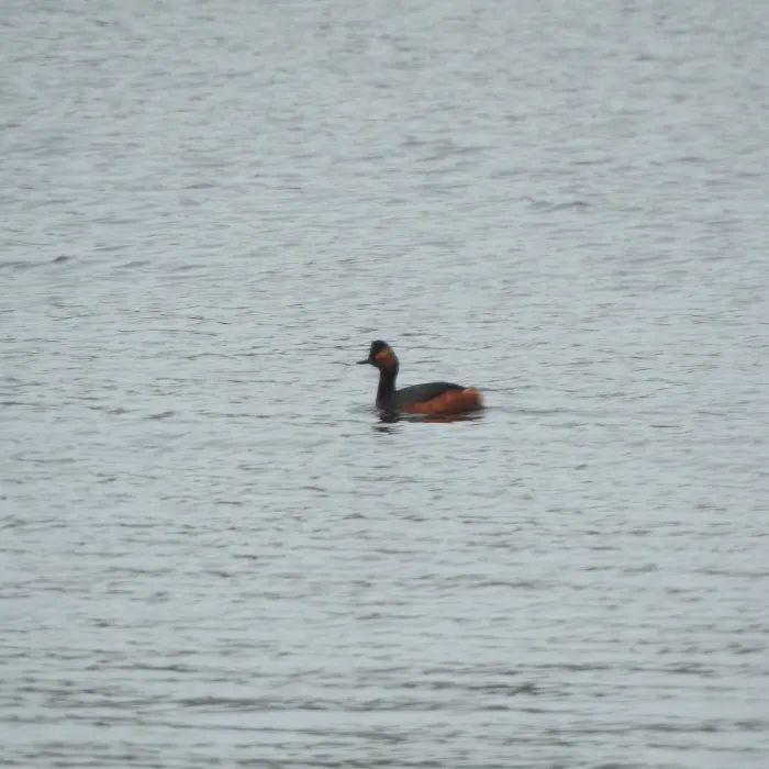 Gespotte Geoorde fuut