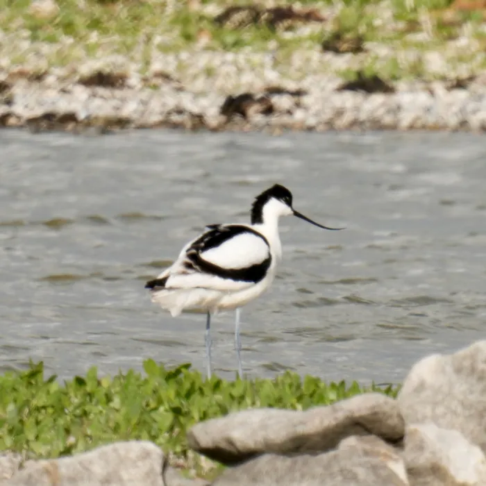 Spotted Pied Avocet