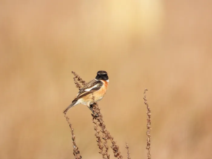 Gespotte Roodborsttapuit