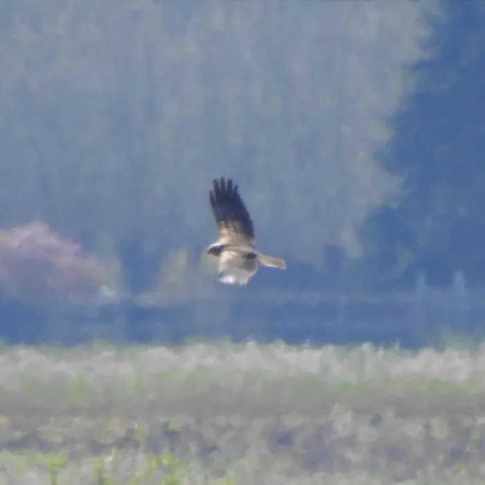 Gespotte Bruine kiekendief