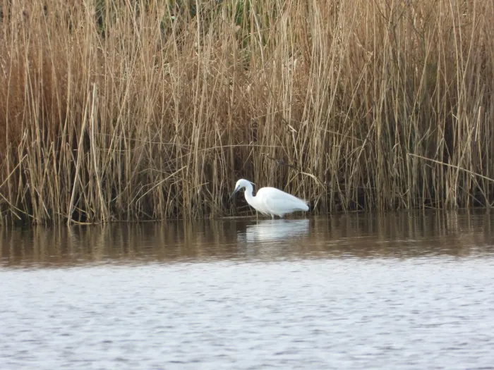 Gespotte Kleine zilverreiger