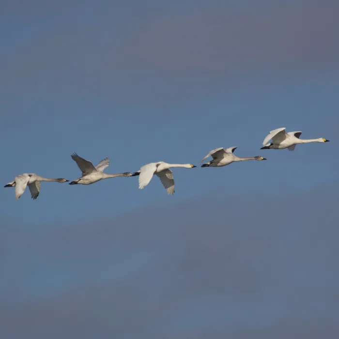 Spotted Tundra Swan