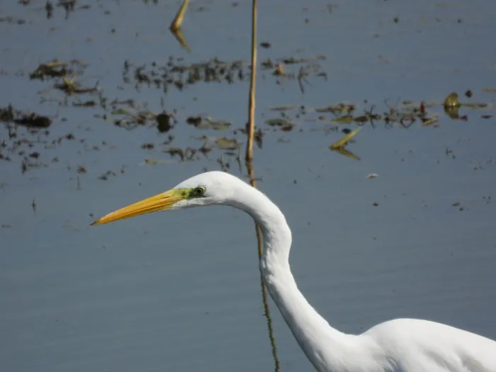Waargenomen Grote zilverreiger
