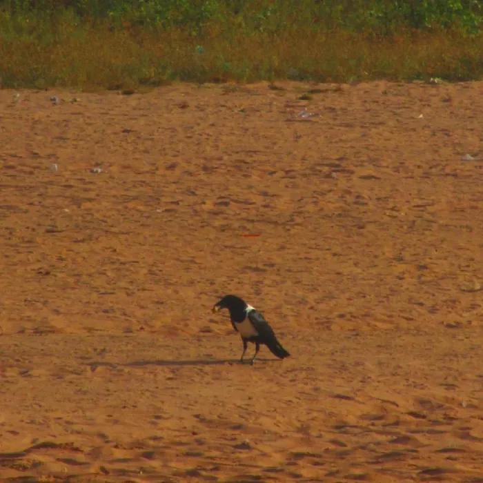 Spotted Pied Crow