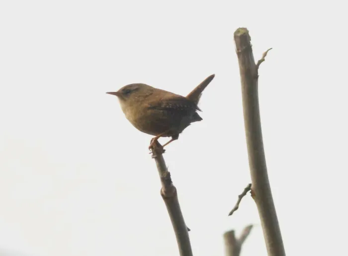 Gespotte Winterkoning