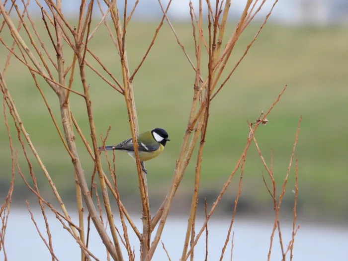Spotted Great Tit