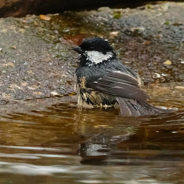 Spotted Coal Tit