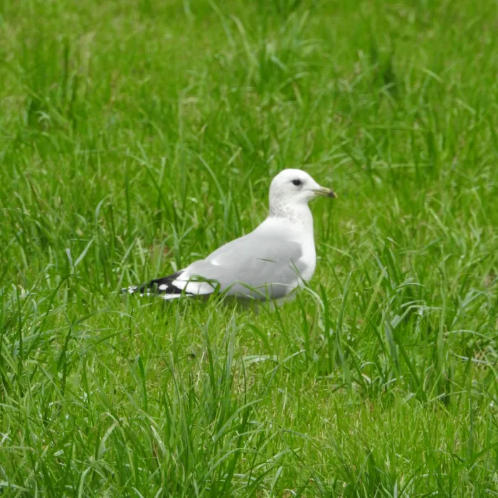 Spotted Common Gull