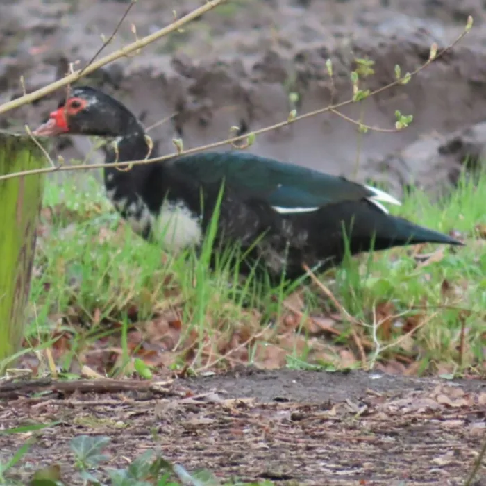 Spotted Muscovy Duck