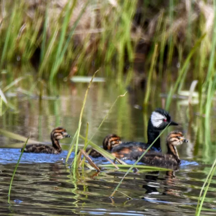 Gespotte Witwangfuut