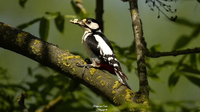 Grote bonte specht