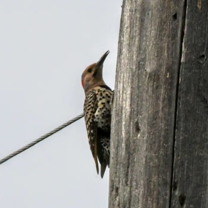 Gespotte Gouden grondspecht
