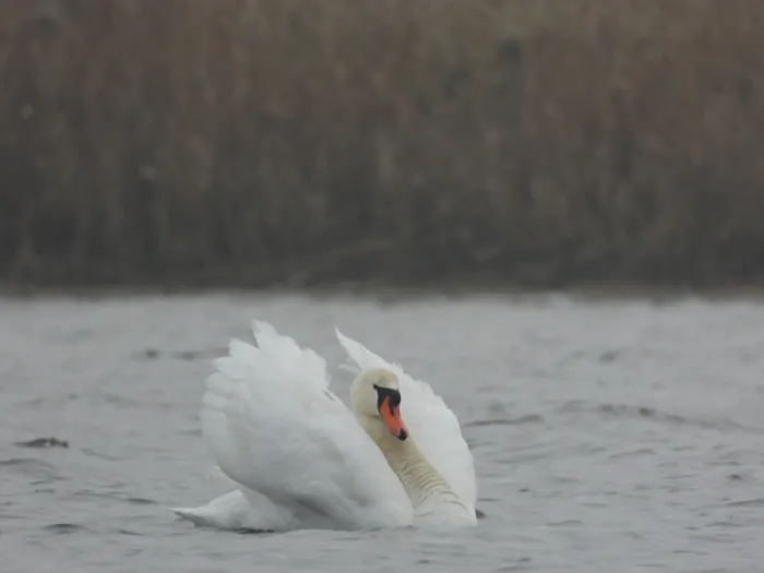 Gespotte Knobbelzwaan