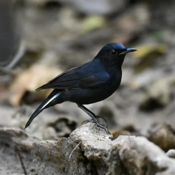 Spotted White-tailed Robin