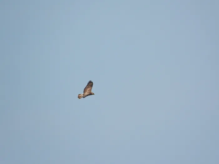 Waargenomen Buizerd