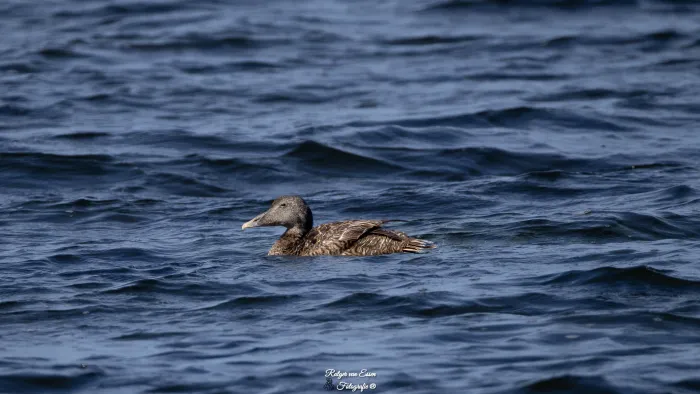 Waargenomen Eider