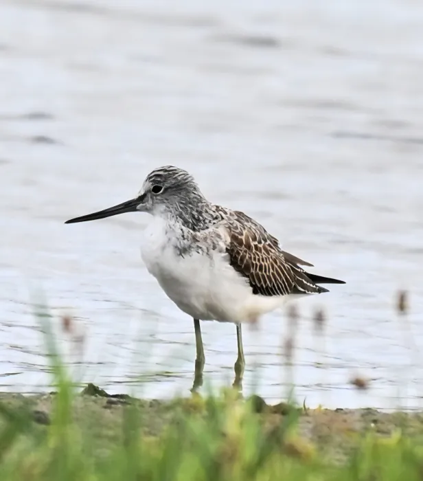 Spotted Common Greenshank