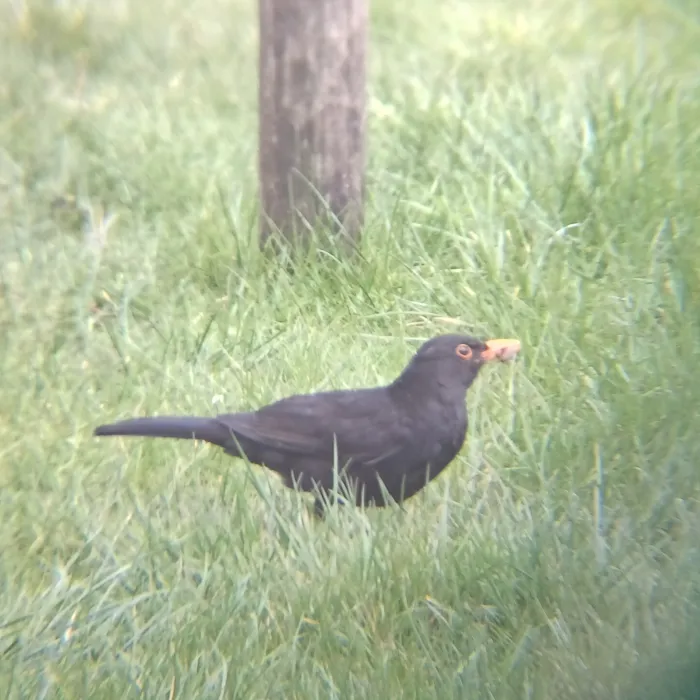 Spotted Eurasian Blackbird