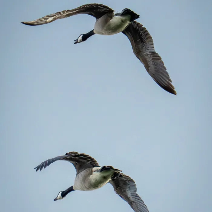 Spotted Canada Goose