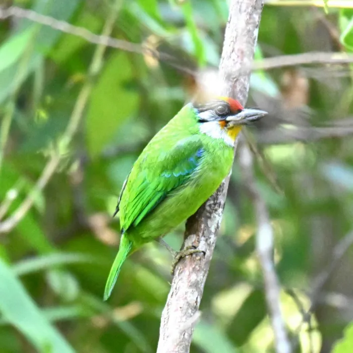 Spotted Golden-throated Barbet