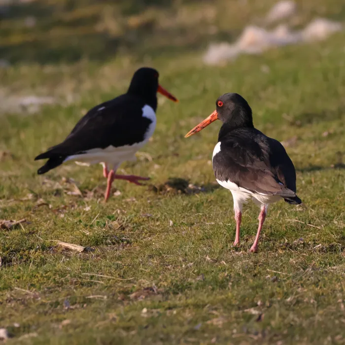 Eurasian Oystercatcher